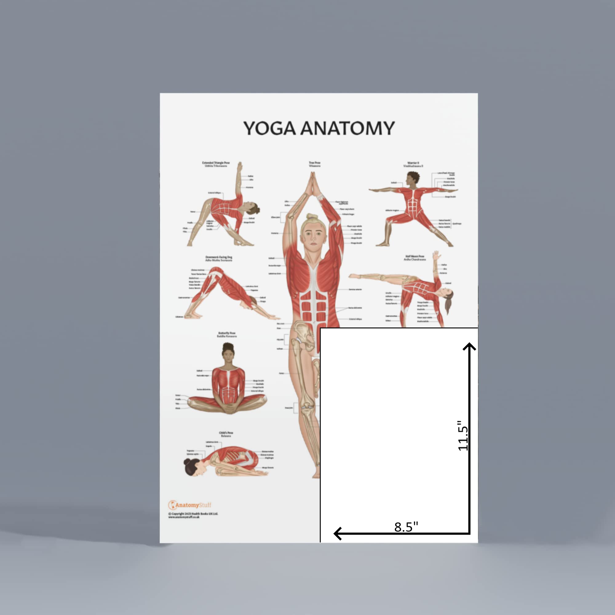 Anatomy Lab Yoga Laminated Poster, Detailed Yoga Anatomy Chart